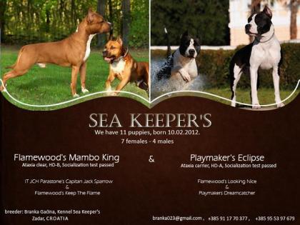 American Staffordshire Terrier Welpen zu verkaufen