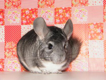 Chinchilla Standard AVT Bock abzugeben