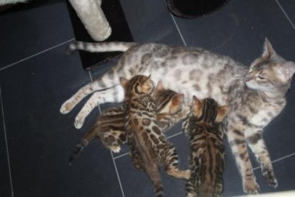 Bengal Kitten - Minileoparden fürs Wohnzimmer in braun snow und silver rosetted