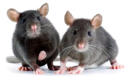 Suche Bezugsquelle für Futternager.