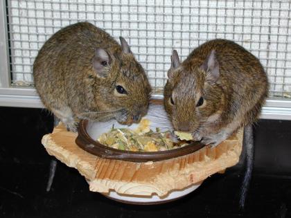 2 Degus in gute Hände abzugeben