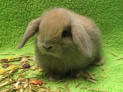 NHD die kleinsten Zwergwidder Kaninchen mit Schlappohren
