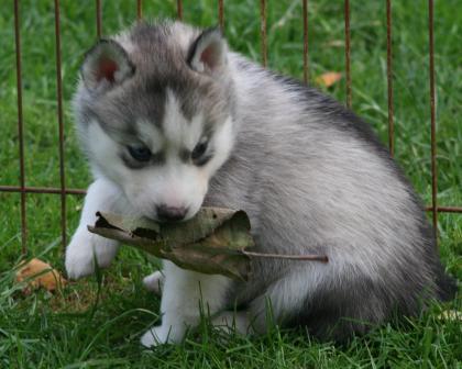 Wundervolle süße mit Papieren. Husky Welpen abzugeben