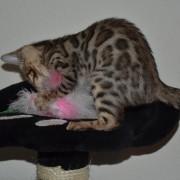 - reinrassige Bengalkitten aus top Verpaarung abzugebe/