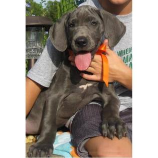 Deutsche Dogge Welpen schwarz und blau