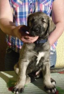 Irish Wolfhound / Irischer Wolfshund Welpen in sand- und weizenfarbend m. P.