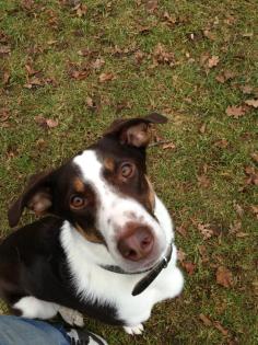 Hundetraining einzel und gruppenunterricht welenstunde sozialisierung themenabe