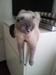 Scottish Fold Kater kastriert