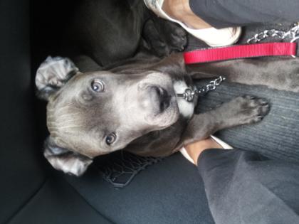 Boxer Mix 1jahr blueline sucht neues zuhause . nur wer zeit hat melden