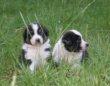 4 Men in Black Australian Shepherd Jungs suchen noch Sie ja genau Sie/Dich