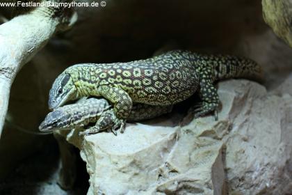 1. 2 Stachelschwanzwarane - varanus acanthurus