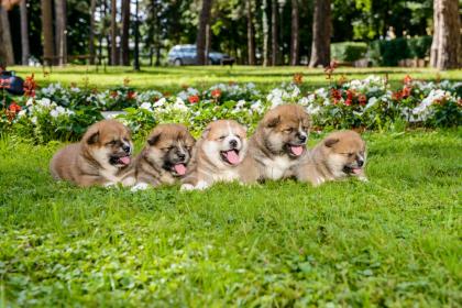 Akita Inu Welpen zu verkaufen