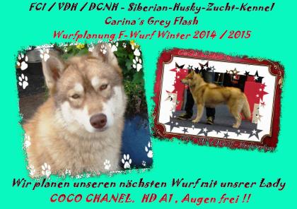 Siberian-Husky-Wurfplanung Winter 2022/2015 aus FCI / VDH / DCNH Zuchtstätte Car