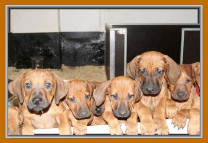 4 Rhodesian Ridgeback Mädels suchen.