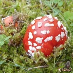 NEU Vanadia bei Versadi 15min GRATIS für Neukunden