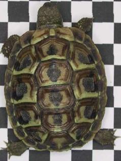 Griechische Landschildkröten Testudo hermanni h b