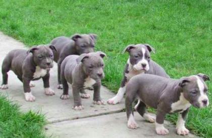 American Bully XXL Blueline für Ihre Weihnachts-