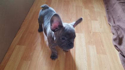 Reinrassige französische bulldogge blue tan