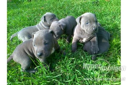 American Welpen Blue-Line Pit Bull Terrier .