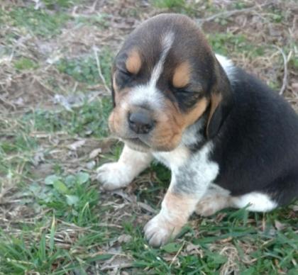 Beaglewelpen reinrassig tricolor