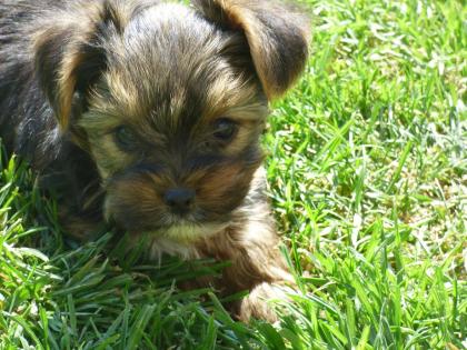 Kleinbleibende Yorkshire Terrier zum knuddeln süß -