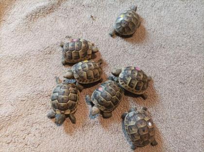 Schildkröte Maurische Landschildkröten NZ 2022