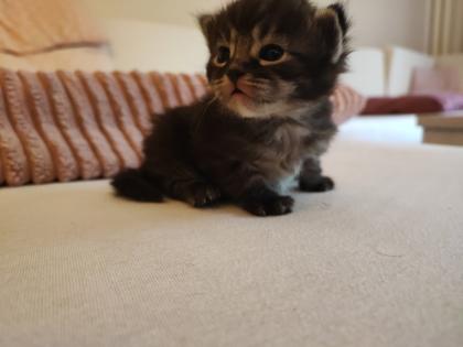 Ragdoll Main Coon Kitten suchen Zuhause