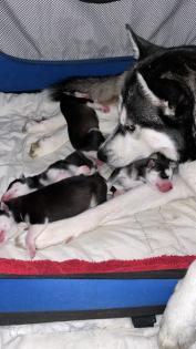 Sibirien Husky Welpen