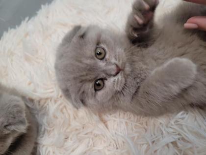 Scotischfold kitten