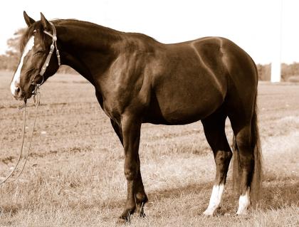 Deckanzeige Quarter Horse AQHA