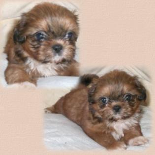 -shih tzu-