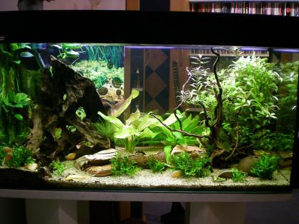 Aquarium 200l incl sämtl. Zubehör Fische viele erneuerte Teile