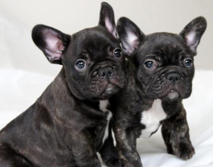 Freiatmende gesunde Französische Bulldogge Weibchen