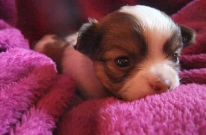 Zuckersüße typvolle Chihuahuawelpen abzugeben/verkaufen