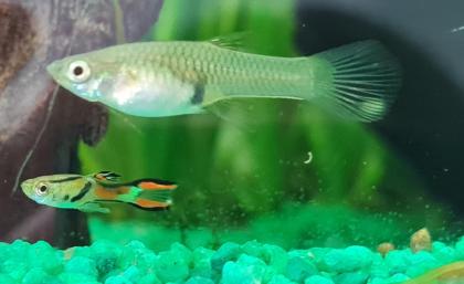 Endler Guppy Gruppe abzugeben nur noch bis 14. 07.