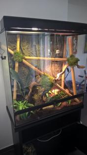 Madagaskar Taggecko mit zwei Terrarien und Zubehör zu verkaufen