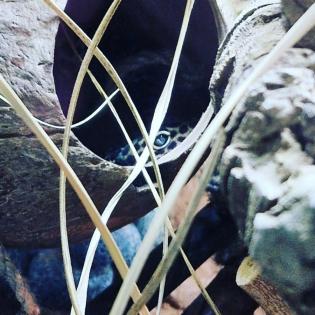 2 Leopardgecko Weibchen mit Terrarium