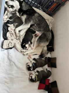 Sibirien Husky Welpen