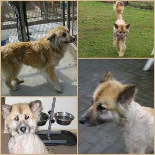 Miley super liebe Colliemischlings-Dame sucht ein Zuhause