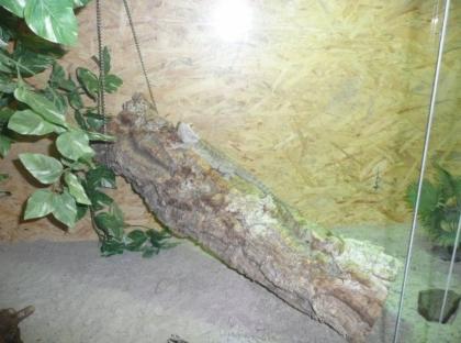 Bartagame w Terrarium 2 x 0 8m