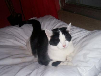 Rogdoll Katze Mix