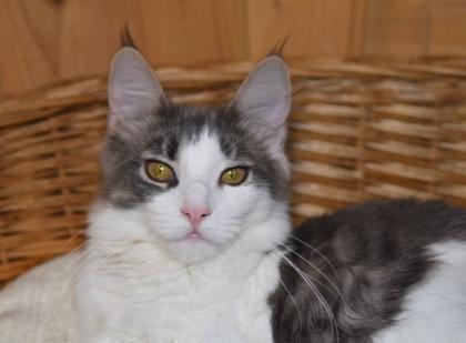 Zuzanna- Maine Coon Mädel mit Papieren 14 Monate kastriert