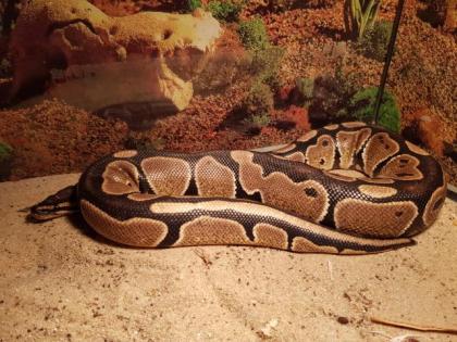 Königspython Python regius Specter Pastel Weiblich 1. 11. 2022 Herkunft DNZ