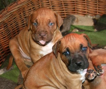 Traumhafte Bordeauxdogge - Cane Corso Mix Welpen entwurmt und geimpft abzugeben