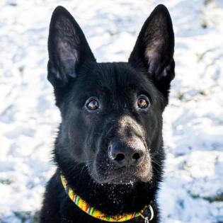 TWIGGERS - Deutscher Schäferhund-Mix - 2 Jahre 7 Monate - Tierhilfe-Franken e. V.