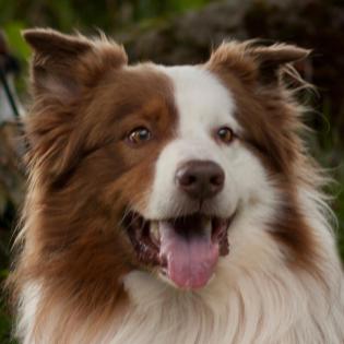 SCHRÖDER - Lieber Australian Shepherd
