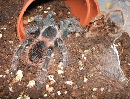 Verkaufe meine Lasidora klugi