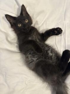 Kitten wie Maine Coon