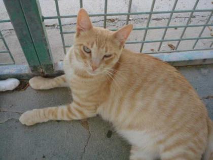 Lieber roter Kater Gordi