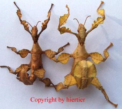 Extatosoma tiaratum Australische Gespenstschrecken
